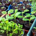 Native Plant Sale