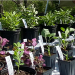 2025 Native Plant Sale
