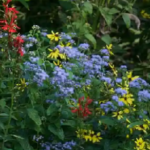 PA Native Species Day