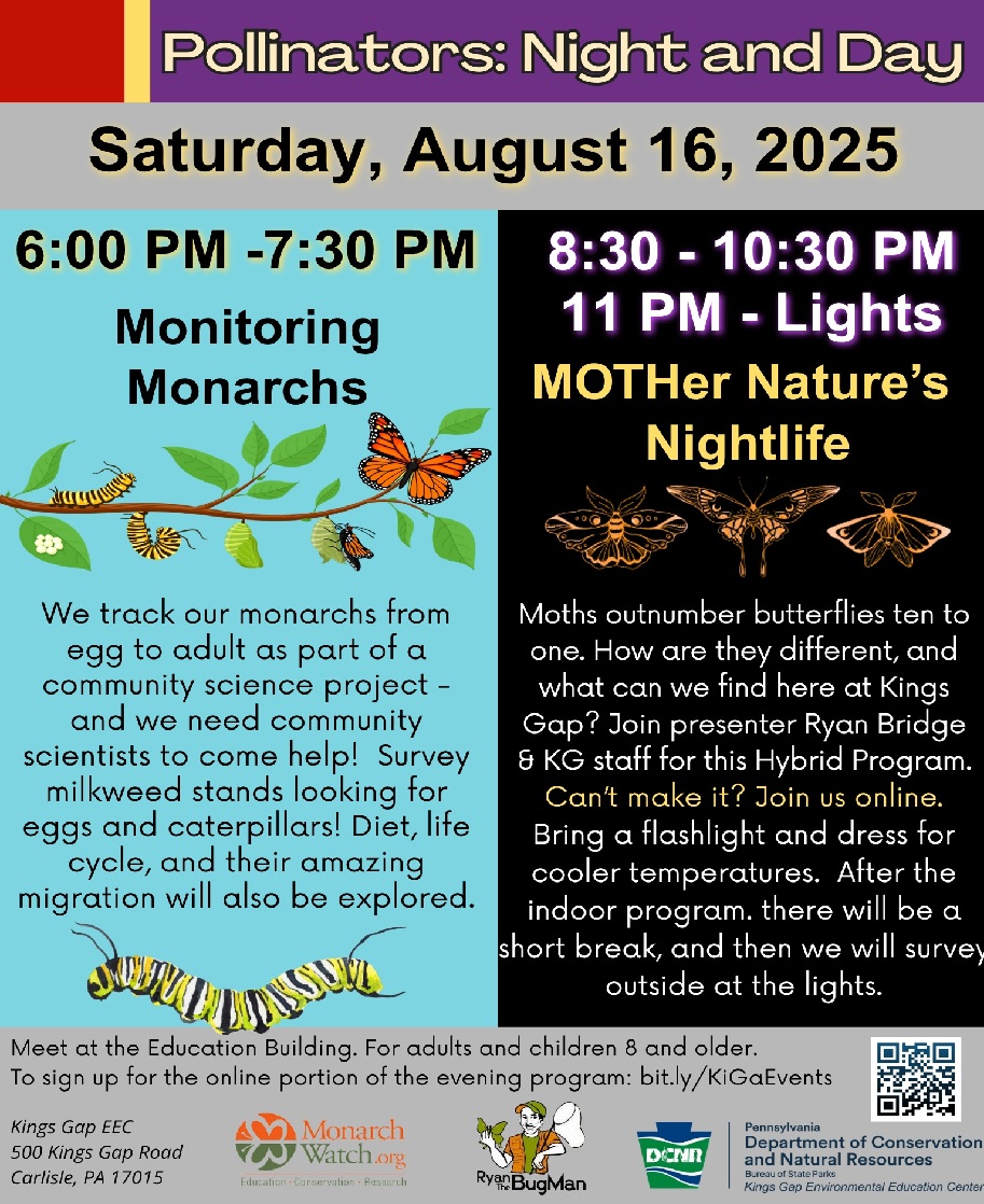 Pollinators: Night and Day