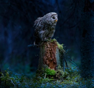 Owls of Pennsylvania