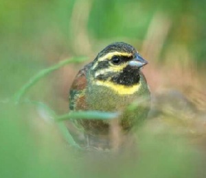 Educator Workshop: PA Songbirds