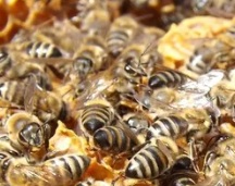 Beekeeping 101