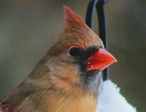 Project Feederwatch: Birds and Beverages