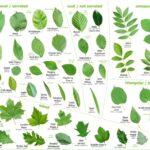 Science Saturday: Welcome Spring Tree ID