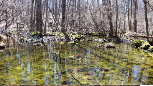 Hike & Learn: Vernal Pools
