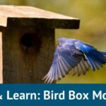 Hike & Learn: Bird Box Monitoring
