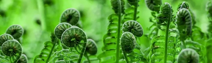 Nature's Artistry