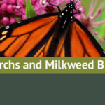 Monarch and Milkweed Blitz!