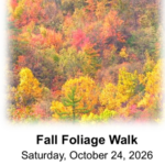 Fall Foliage Walk